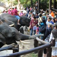 Thailand 2009 Chang Mai Elefant Camp 020.jpg